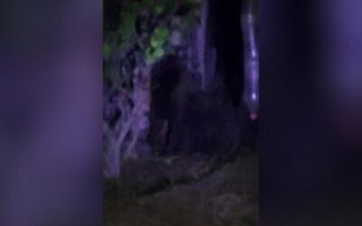 Se busca: Reportan un gorila suelto en Villas de Tezontepec, Hidalgo