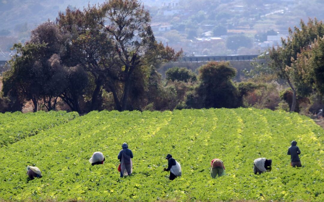 ¿Eres migrante mexicano en EU y nunca te pagaron horas extras? Ahora podrás cobrarlas