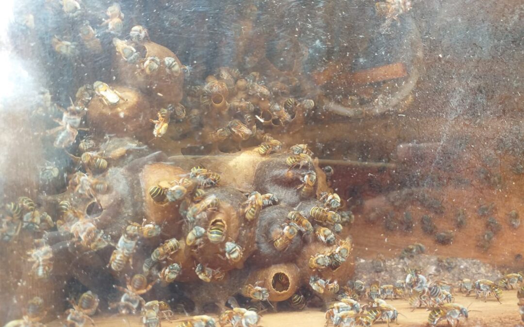 Meliponas, las abejas mayas