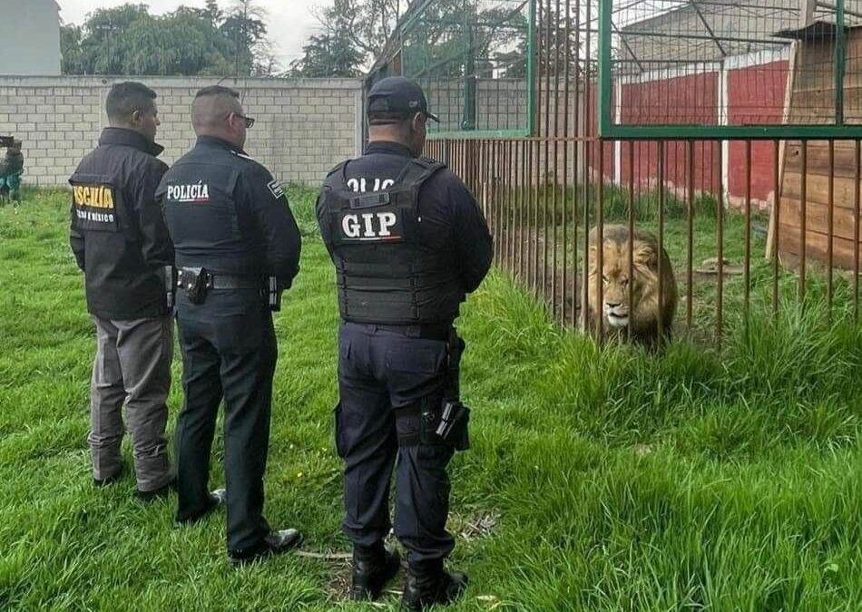 Zoológico clandestino en domicilio de Edomex: Rescatan a un león, 5 mapaches y 2 caninos durante cateo