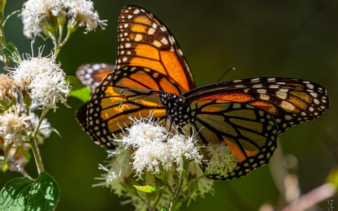 Reserva de la mariposa monarca: Así contribuyen las comunidades a su restauración