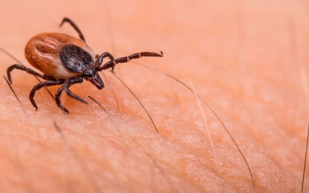 ¿Qué es la rickettsiosis o picadura de garrapata que tiene en alerta a Nuevo León?