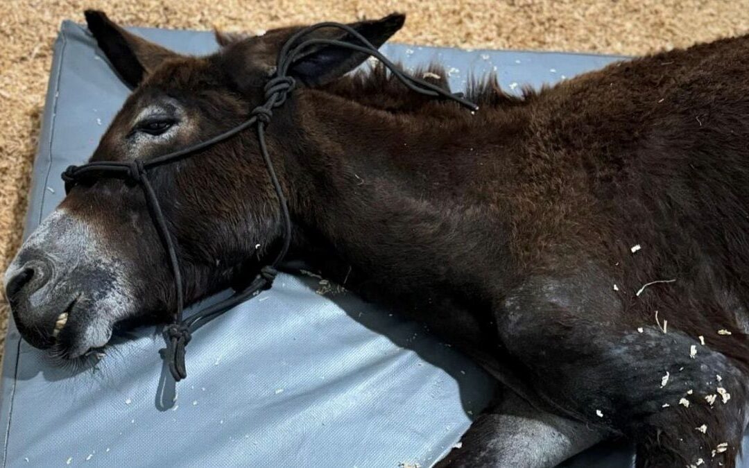 Justicia para ‘Oli’: Hombre prende fuego a una burra por ingresar a su terreno en Querétaro