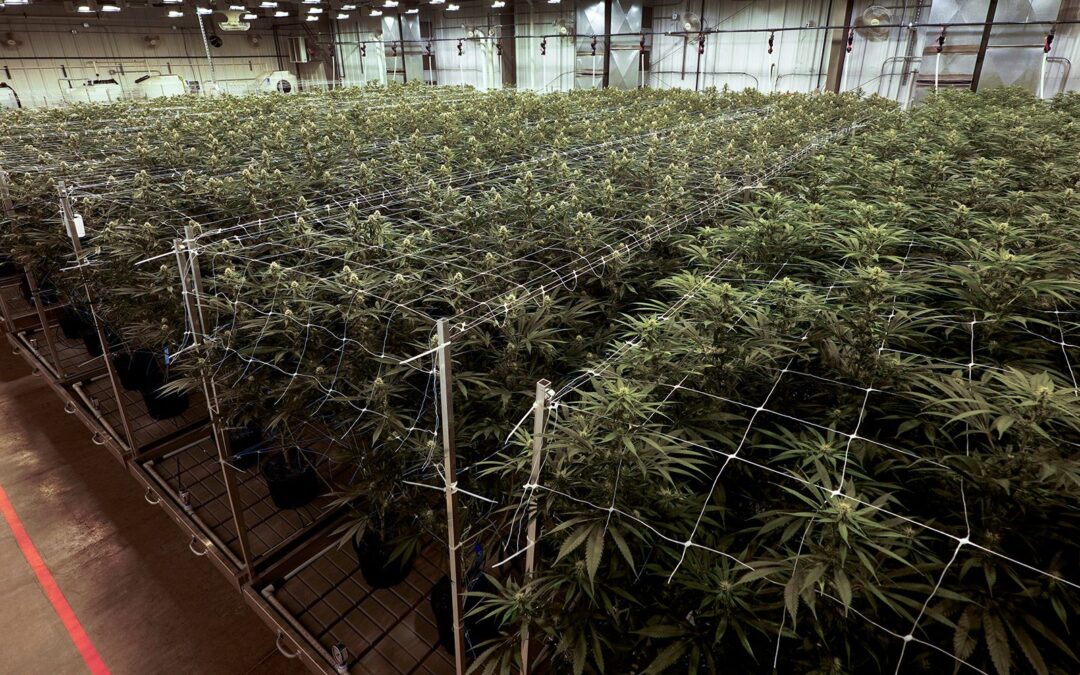 Maryland y Missouri se suben a la ‘ola chida’: aprueban consumo recreativo de la mariguana