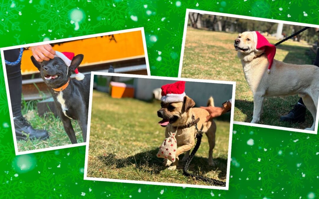 Santas perrones: ‘Lomitos’ rescatados del Metro tendrán trabajo navideño