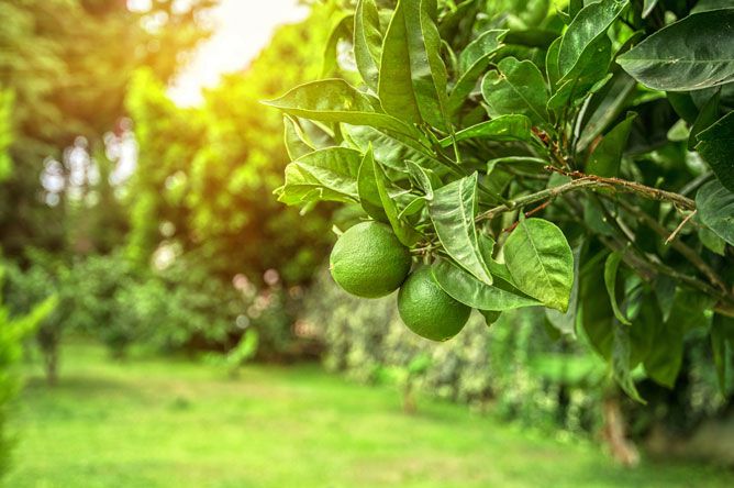 Declaran nueva cuarentena en Rancho Bernardo por plaga en plantaciones de cítricos