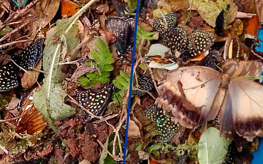 Mueren decenas de mariposas en Xalapa, Veracruz, tras actos vandálicos en jardín botánico