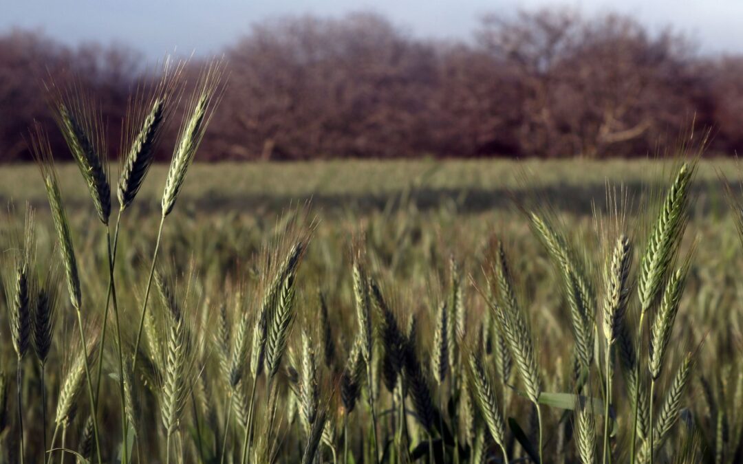 Regenerar el campo en México es posible