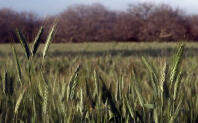 Regenerar el campo en México es posible