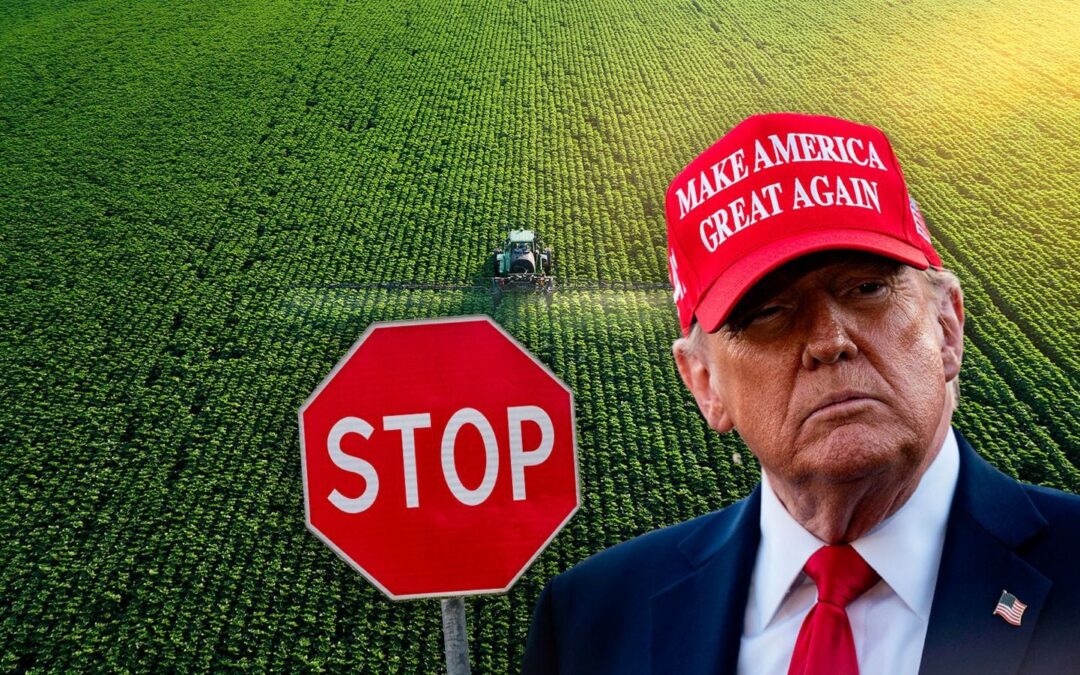 ¿Trump ‘da su brazo a torcer’ en aranceles? Analiza excepciones agrícolas para México y Canadá