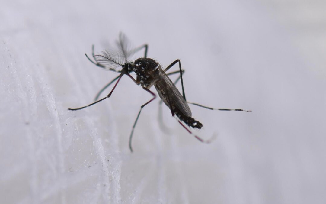 OMS alerta que el dengue se ha disparado a niveles históricos: Así van los contagios en México