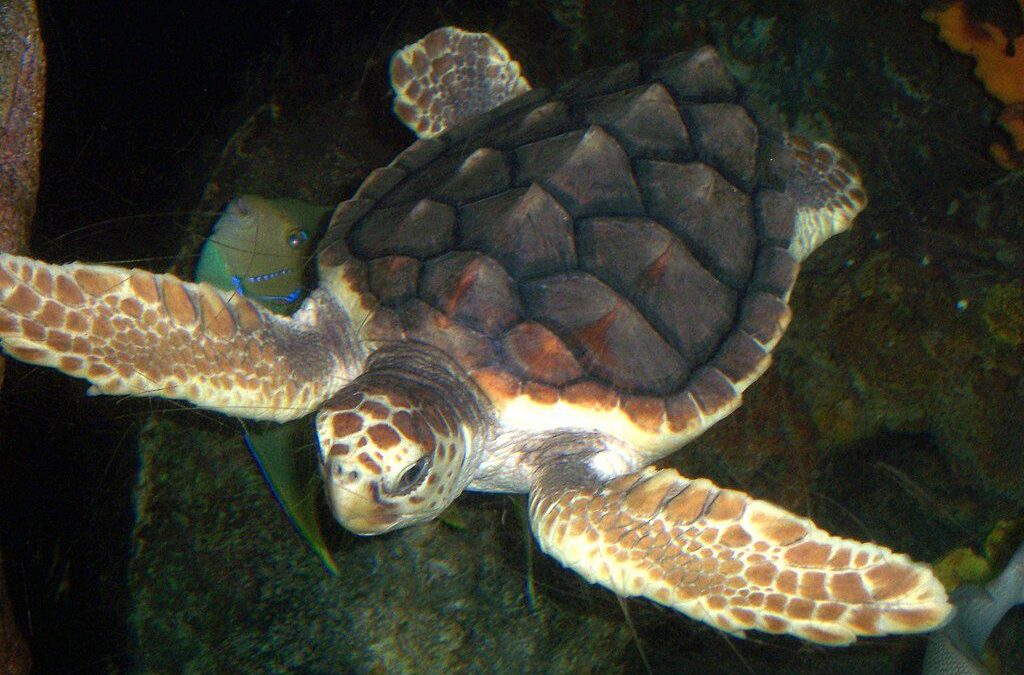 Tortugas carey son arrolladas en la carretera mientras llegan a desovar a playas de Campeche