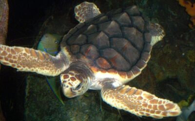 Tortugas carey son arrolladas en la carretera mientras llegan a desovar a playas de Campeche