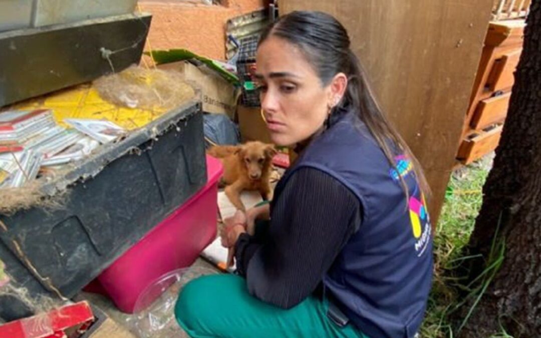 Rescatan a más de 30 perritos hacinados y desnutridos en CDMX