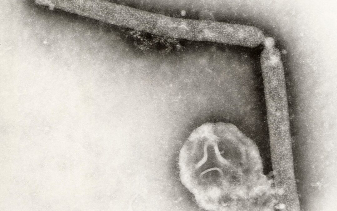 No te queremos asustar, pero… CDC detecta mutación del virus de la gripe aviar en paciente en EU