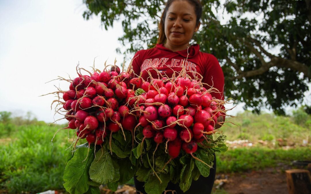 Economía mejora en julio por impulso del sector agro