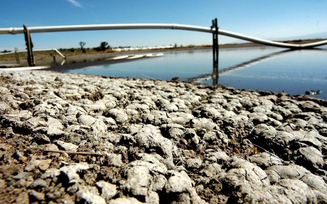 Clausuran 1 de las 51 plantas de Granjas Carroll en Veracruz tras acusación por contaminar el agua