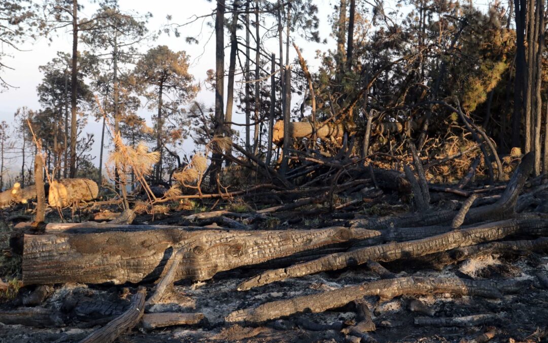 Restaurar para vivir: La urgencia de proteger los ecosistemas de México