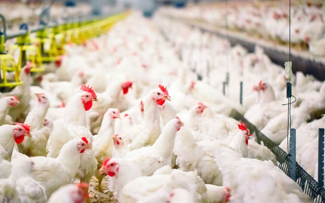 ‘Ni te las olías’: Gripe aviar subirá precio del huevo, pollo y pavo