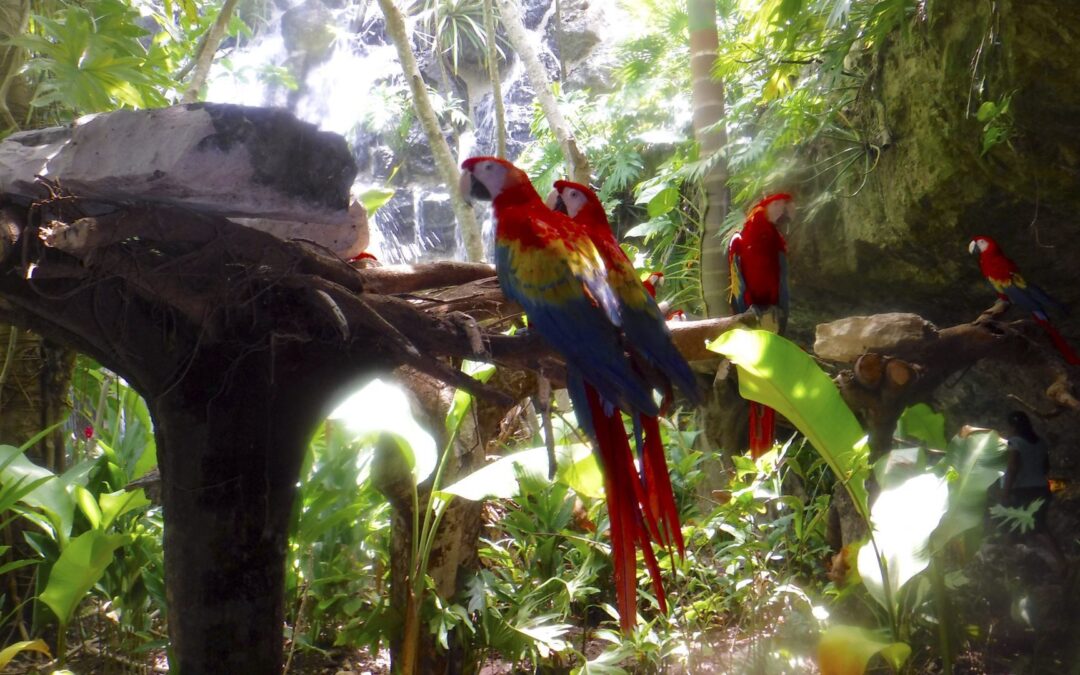 Grupo Xcaret invertirá 700 mdd para hoteles que no hospedarán niños