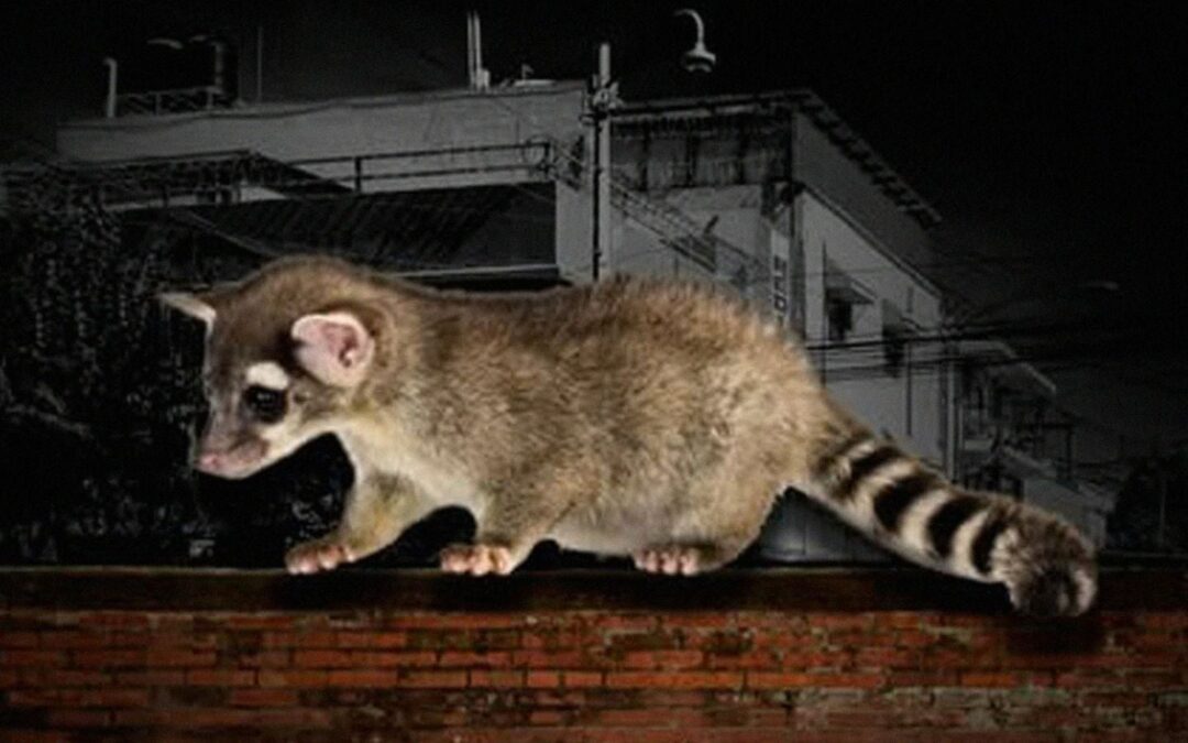 Cacomixtles son envenenados en Azcapotzalco: Alcaldía pide cuidar a estos ‘amigos nocturnos’ en CDMX