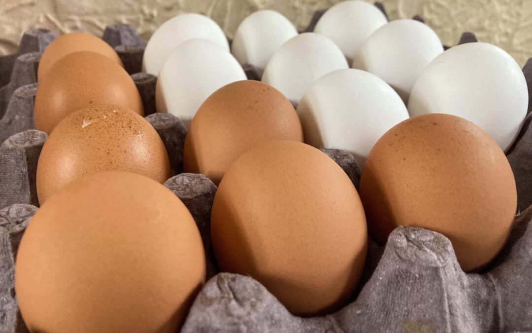 EU ‘no tiene huevos’: ¿Por qué hay escasez y un alza de precio de este alimento?