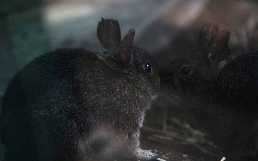 Teporingos en CDMX: Gobierno responde al cobro de pólizas por muertes en zoológico