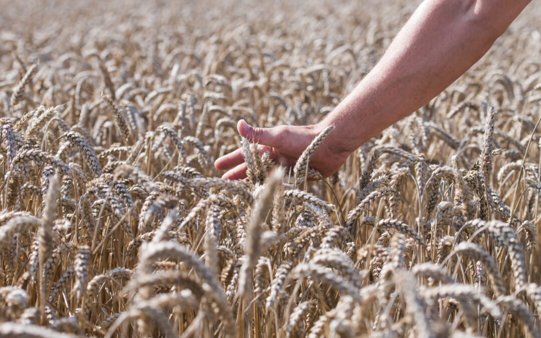 Ante tendencias alimentarias sugieren integrar a pequeños productores