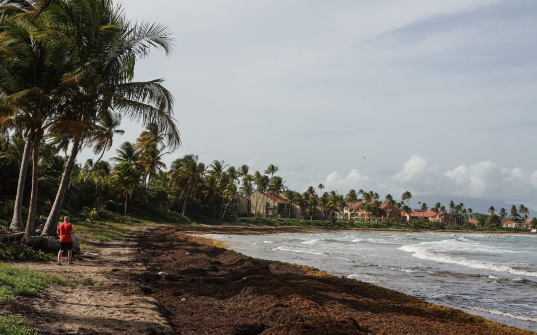 Sargazo en florida: Concentración de algas marinas es una de las más grandes de la historia