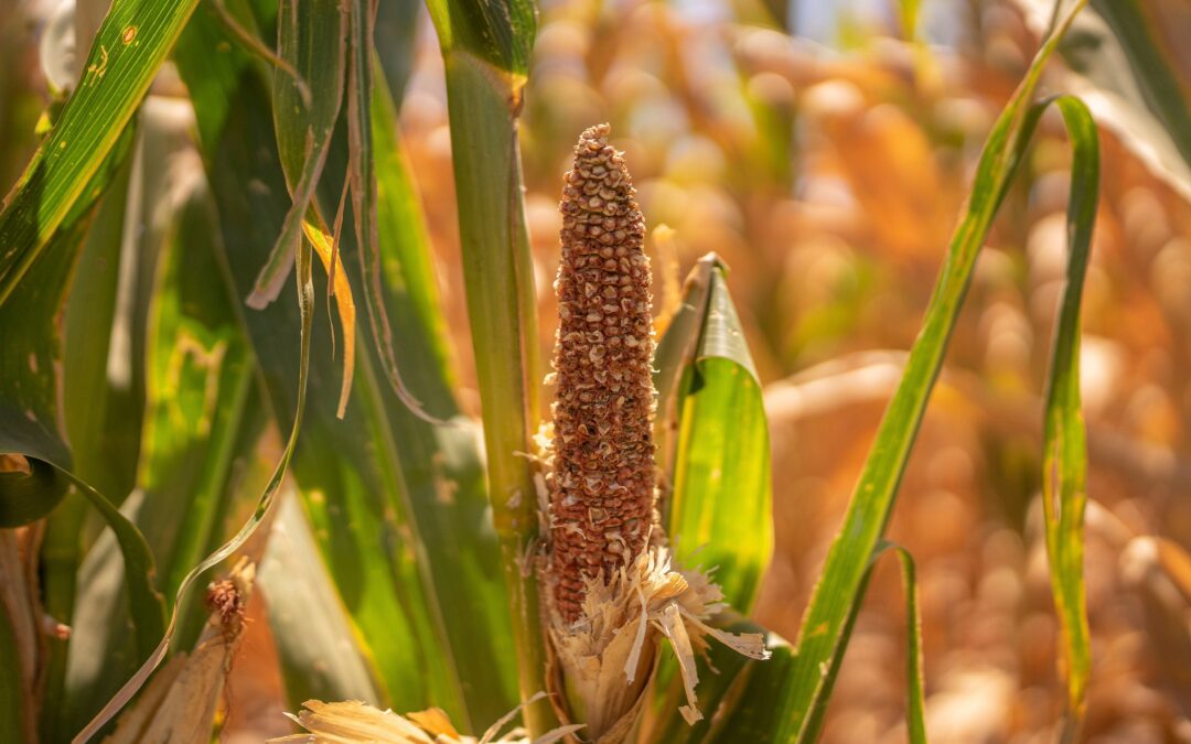 Analiza Trump ‘suavizar’ aranceles en agro y autos