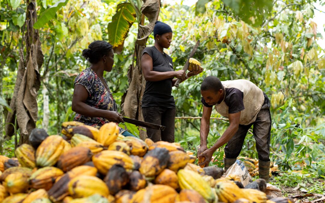 Nos vamos a quedar sin chocolatito para los churros: Cambio climático afecta cultivos de cocoa