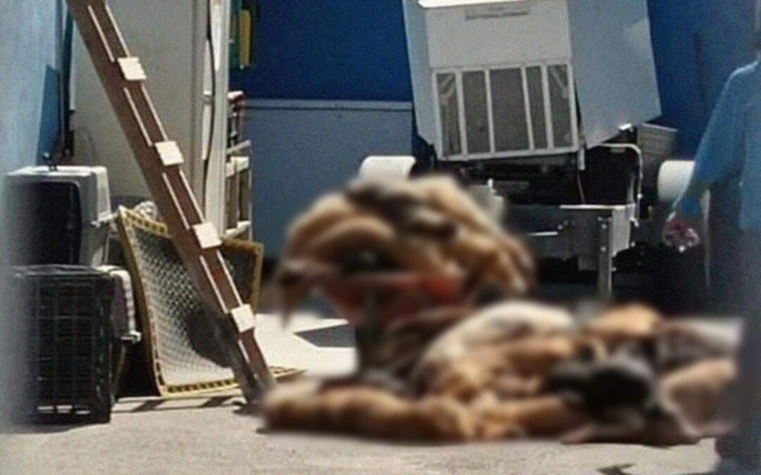Fundación acusa a centro de animales de asesinar a ‘lomitos’ en Querétaro