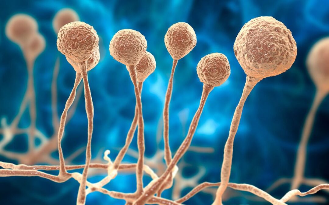 Estos son los hongos más peligrosos para los humanos según la OMS