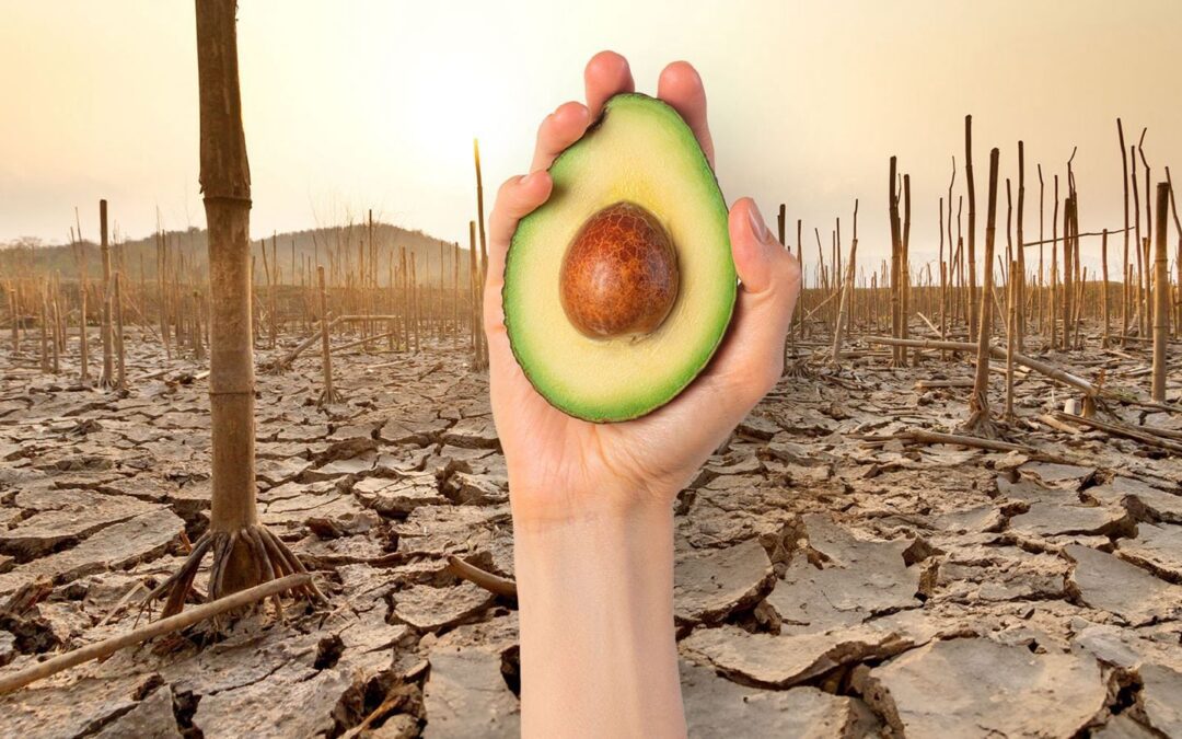 El daño al medio ambiente que esconde el aguacate: ¿Por qué puede ser tan dañina su producción?