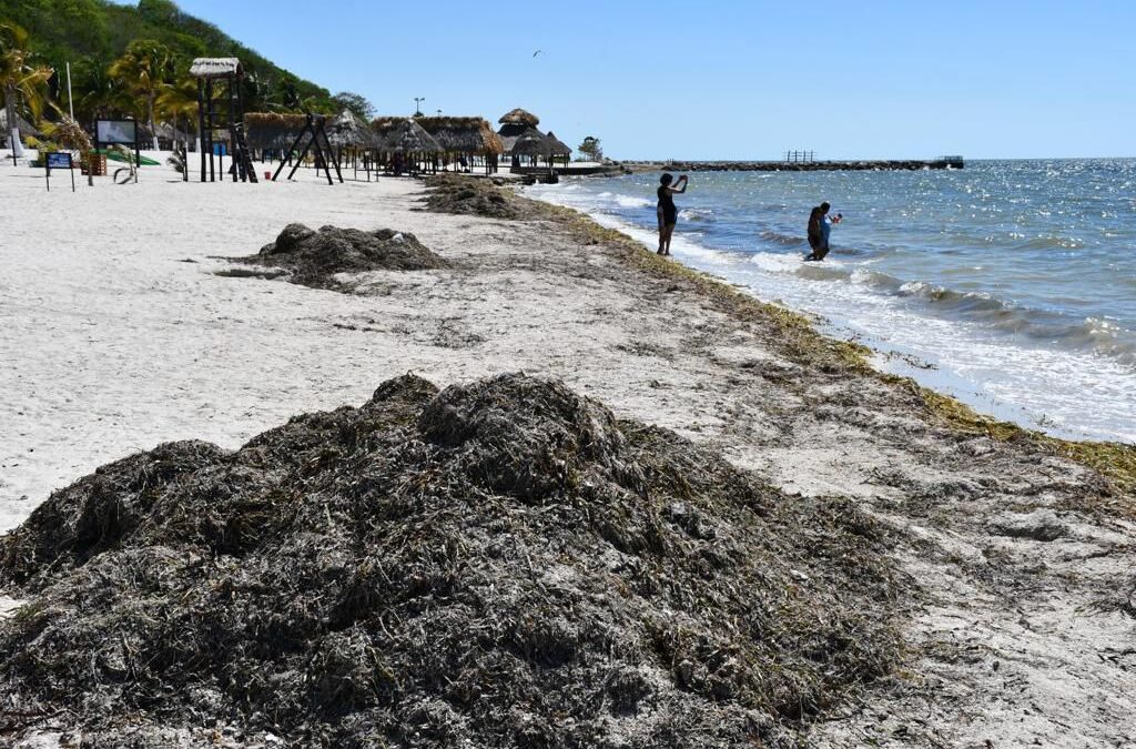 Sargazo: Ahora arriba a las costas de Campeche, la zona más afectada es Playa Bonita