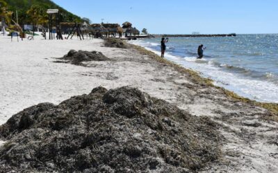 Sargazo: Ahora arriba a las costas de Campeche, la zona más afectada es Playa Bonita