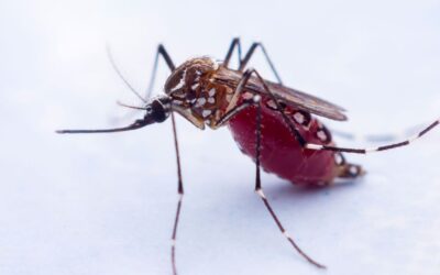 Lucha contra el dengue: Rusia y Nicaragua trabajan en una vacuna