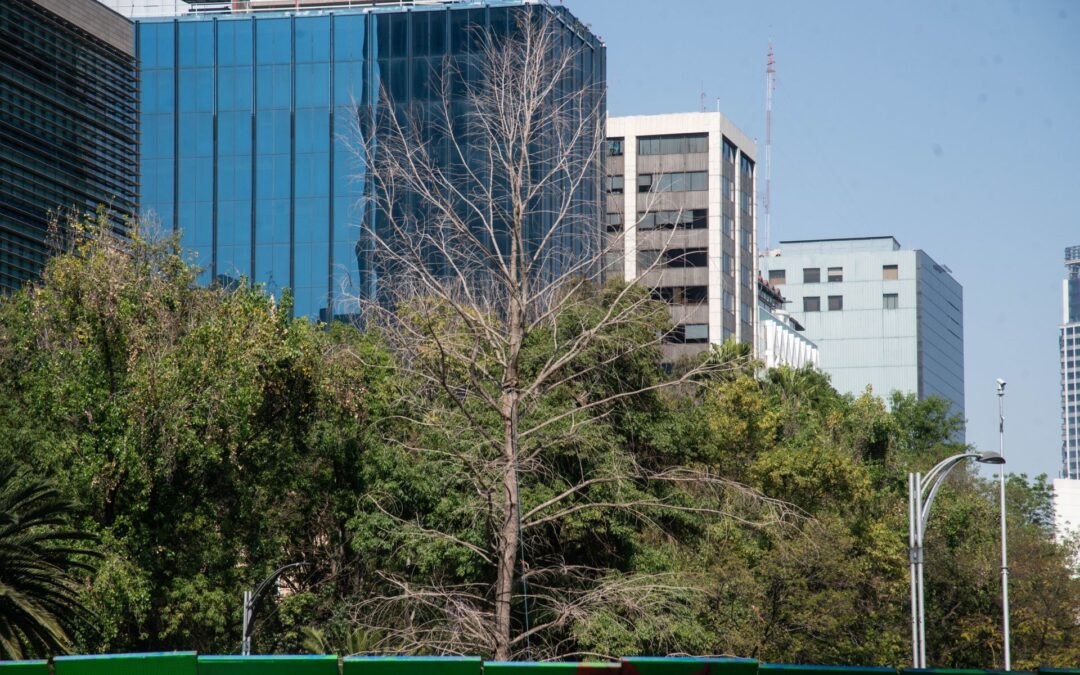 Adiós, ahuehuete en Reforma: Sigue vivo pero lo cambiarán por ‘su hermano’