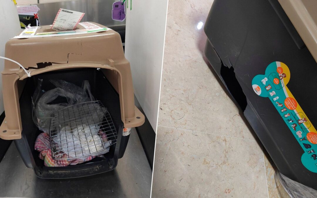 ¡Pobre lomito! VivaAerobus entrega mascota de pasajera en otro vuelo y con caja rota