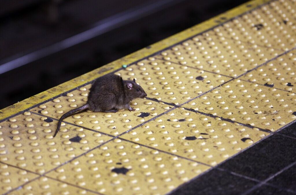 ¿Te gusta la sangre? NY busca zar antirratas que termine la plaga por 170 mil dólares al año