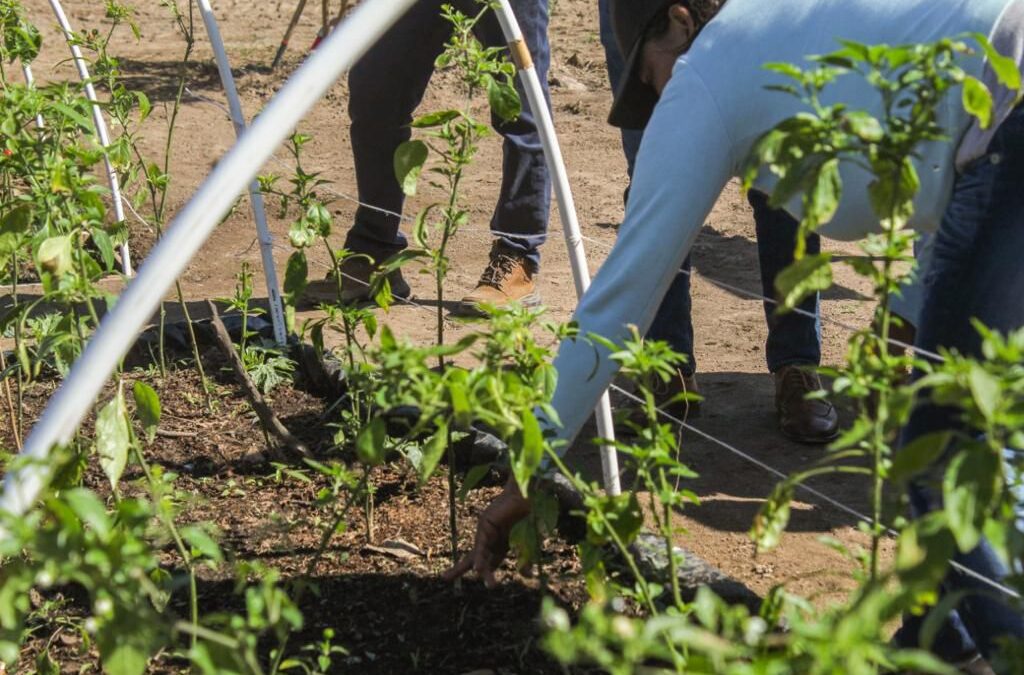 Fomenta Red Ambiental el consumo sustentable de alimentos