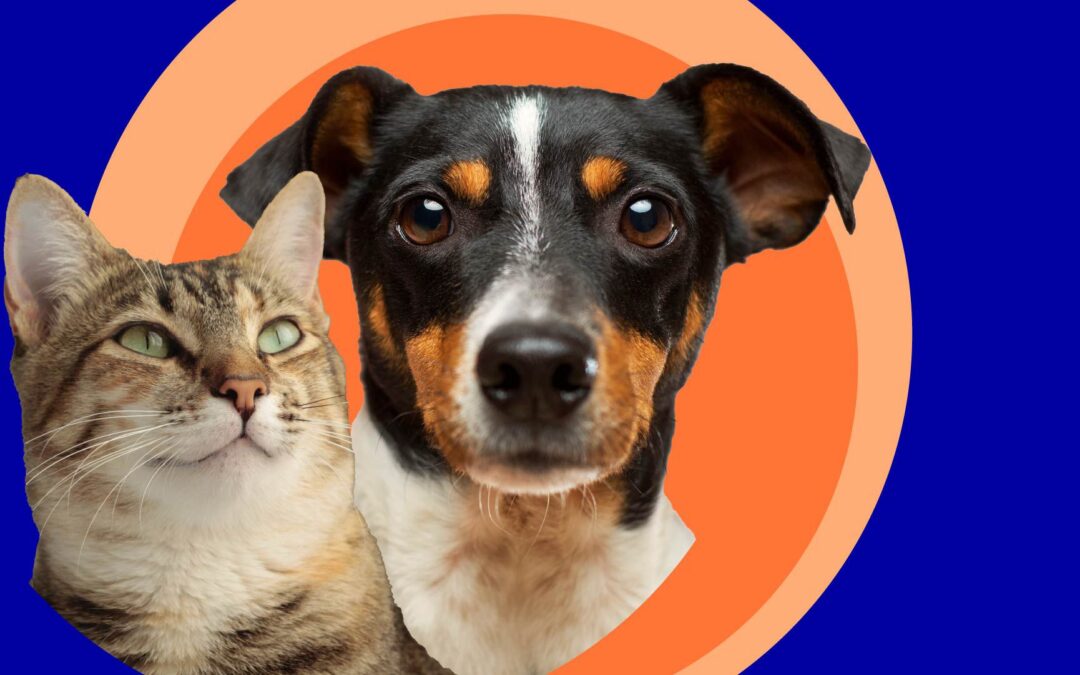 Gatos y perros en situación de calle, ¿qué tan grave es la situación en el país?